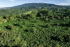 Alajuela: Guidet omvisning på kaffeplantasje med smaksprøver