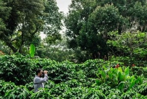 Alajuela: Guidet omvisning på kaffeplantasje med smaksprøver