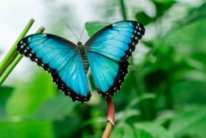 Alajuela: Guidet omvisning på kaffeplantasje med smaksprøver