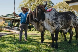 Alajuela: Guidet omvisning på kaffeplantasje med smaksprøver