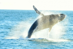 Aventure écologique en catamaran tout compris avec déjeuner