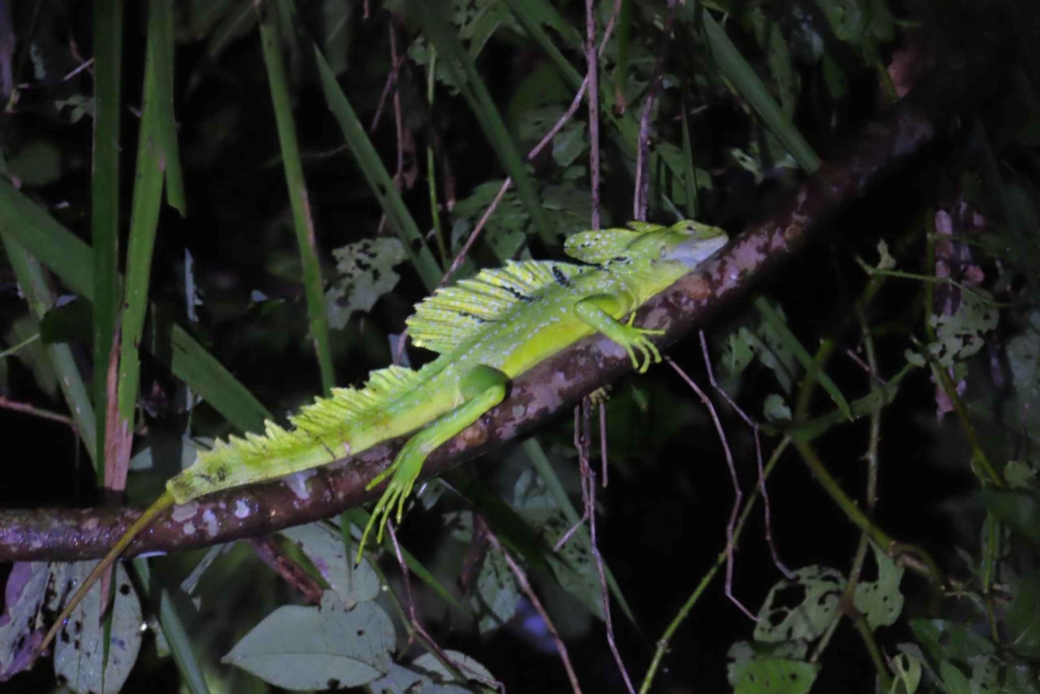 Increible Caminata Nocturna en Tortuguero