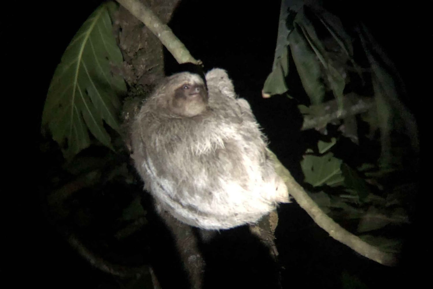 Increible Caminata Nocturna en Tortuguero
