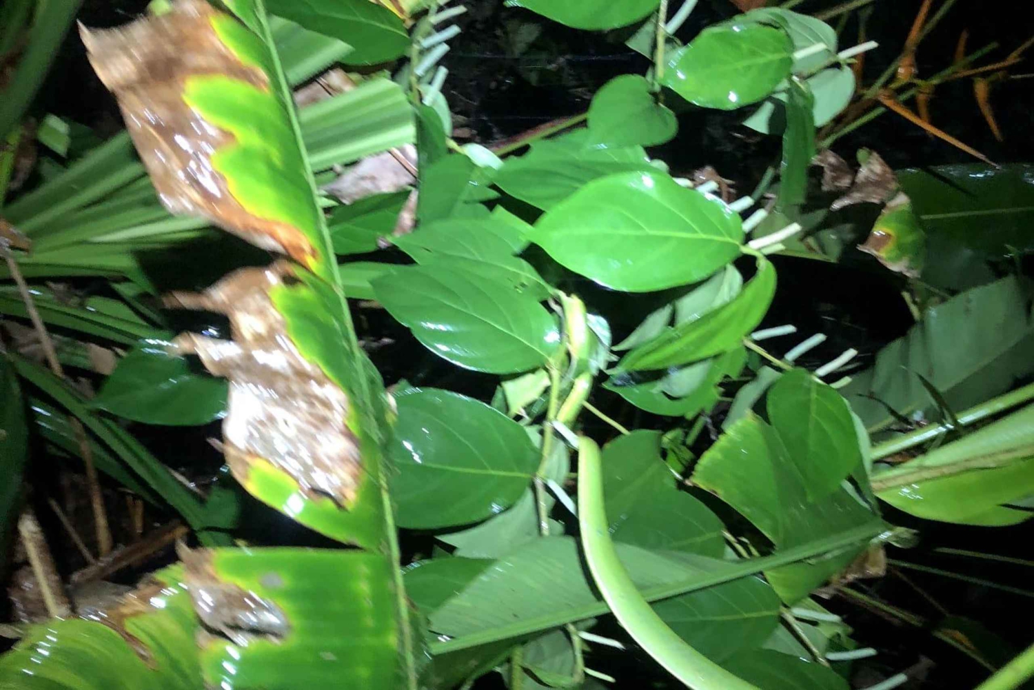 Increible Caminata Nocturna en Tortuguero