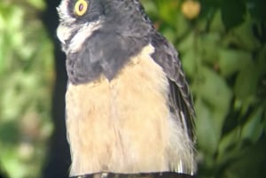 Increible Caminata Nocturna en Tortuguero
