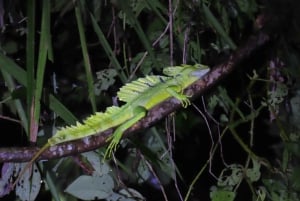 Increible Caminata Nocturna en Tortuguero