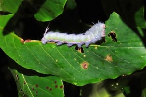 Increible Caminata Nocturna en Tortuguero