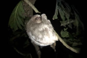 Increible Caminata Nocturna en Tortuguero