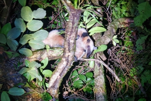 Increible Caminata Nocturna en Tortuguero