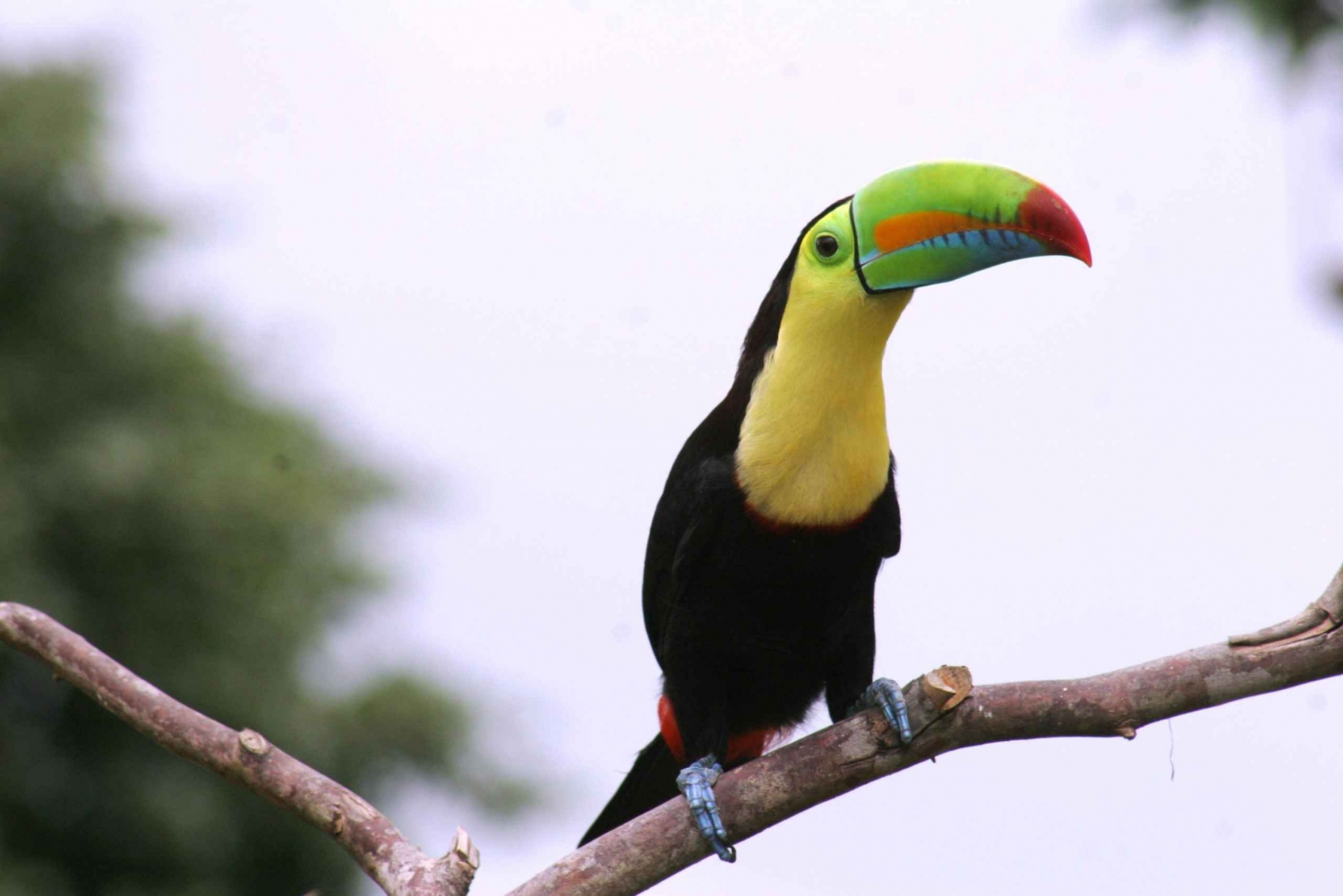 Arenal-skoven: Fugleobservation og fotograferingstur