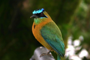 Arenal Forest: Bird Observation & Photography Tour