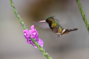 Arenal Forest: Bird Observation & Photography Tour