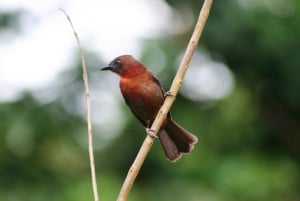 Arenal Forest: Bird Observation & Photography Tour