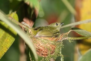 Arenal Forest: Bird Observation & Photography Tour