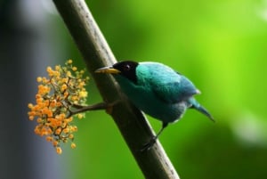 Arenal Forest: Bird Observation & Photography Tour