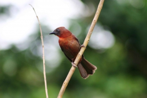 Arenal Forest: Bird Observation & Photography Tour