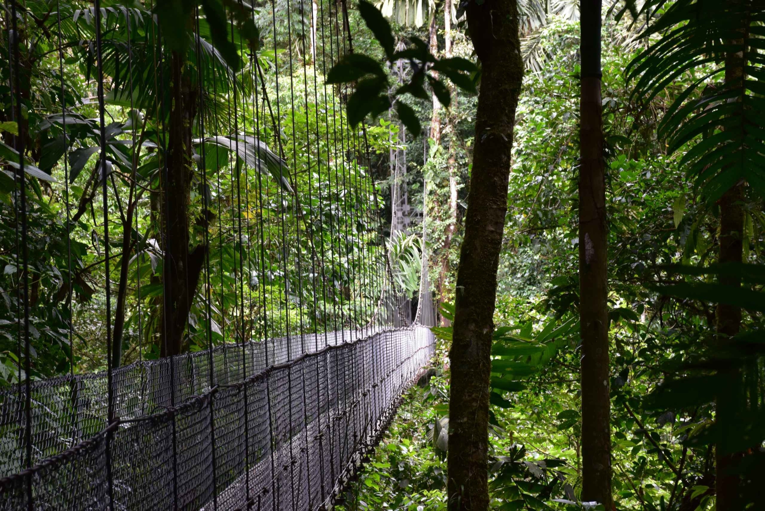 Tour de medio día a los Puentes Colgantes del Arenal desde La Fortuna