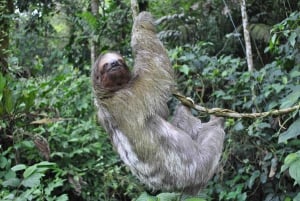 Visite d'une demi-journée des ponts suspendus d'Arenal au départ de La Fortuna