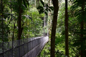 Tour de medio día a los Puentes Colgantes del Arenal desde La Fortuna