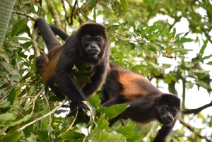 Tour de medio día a los Puentes Colgantes del Arenal desde La Fortuna
