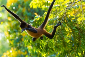 Parc des ponts suspendus d'Arenal + cascade de La Fortuna et déjeuner