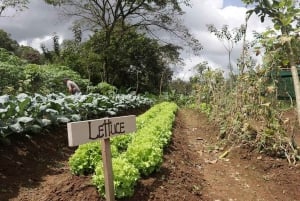 Arenal: Hangbruggen, waterval, vulkaan & warmwaterbronnen