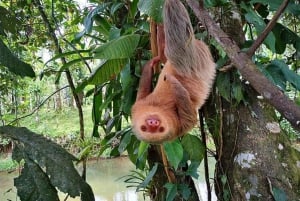 Arenal: Hangbruggen, waterval, vulkaan & warmwaterbronnen