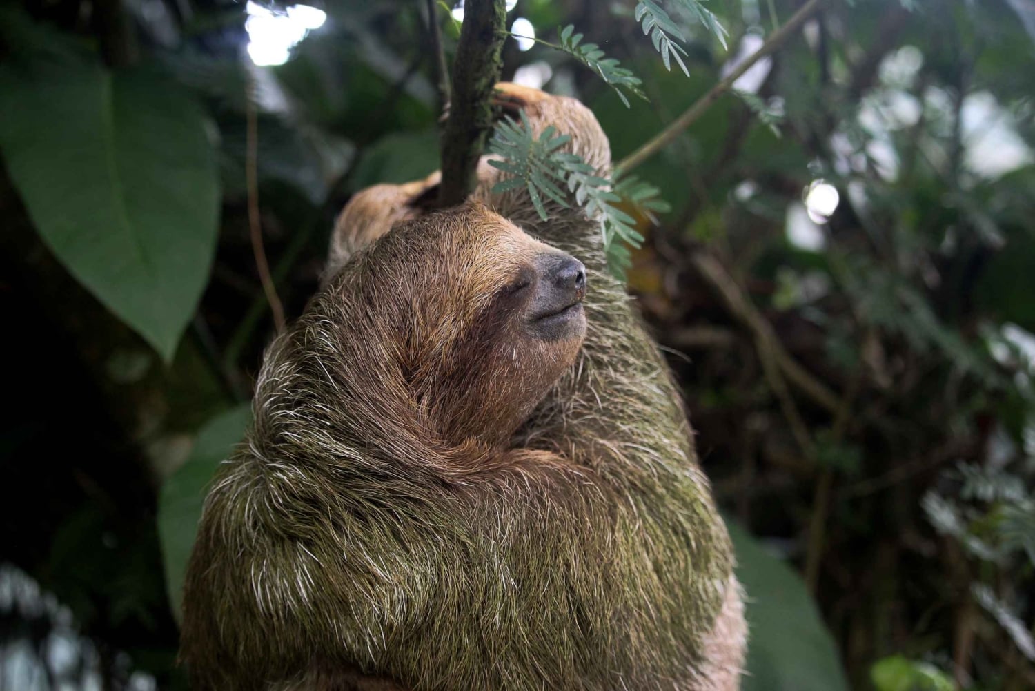 Il miglior tour dei bradipi di Arenal: Un'esperienza unica con la fauna selvatica