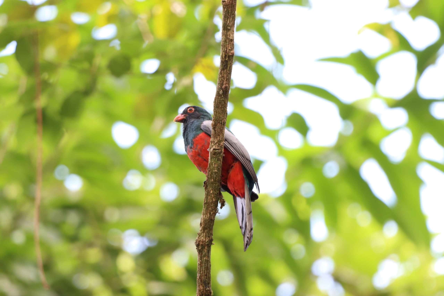 Il miglior tour dei bradipi di Arenal: Un'esperienza unica con la fauna selvatica