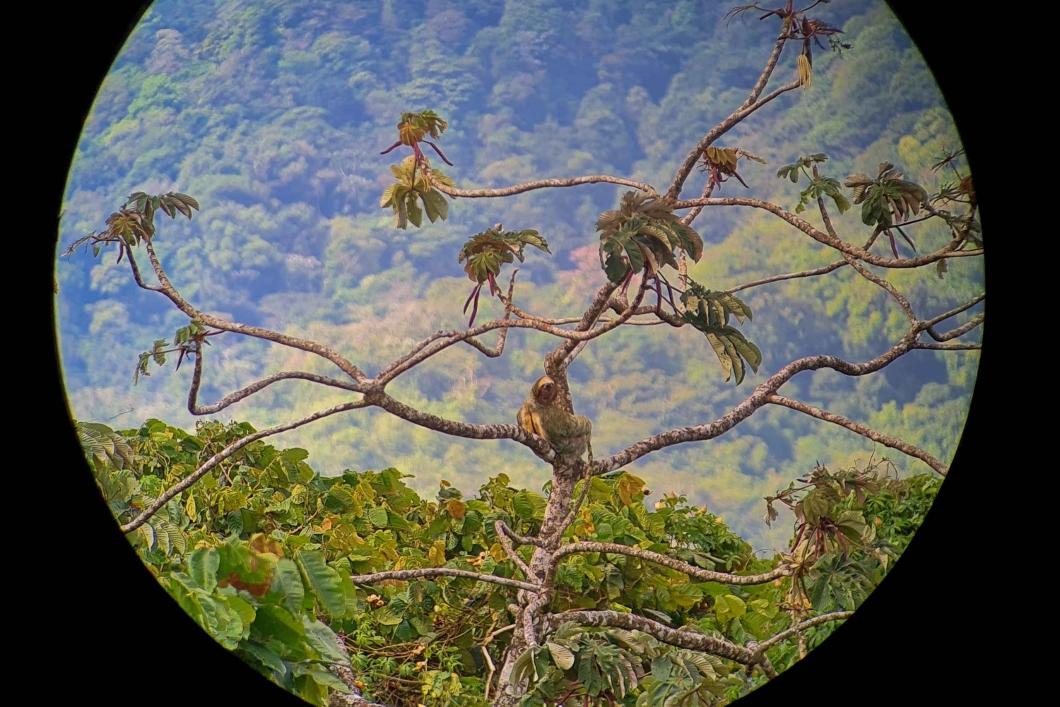 Il miglior tour dei bradipi di Arenal: Un'esperienza unica con la fauna selvatica