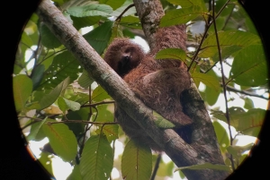 Il miglior tour dei bradipi di Arenal: Un'esperienza unica con la fauna selvatica