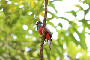 Il miglior tour dei bradipi di Arenal: Un'esperienza unica con la fauna selvatica
