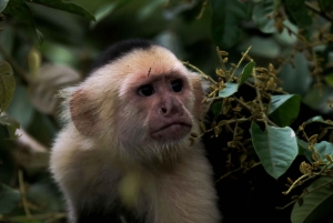 Il miglior tour dei bradipi di Arenal: Un'esperienza unica con la fauna selvatica