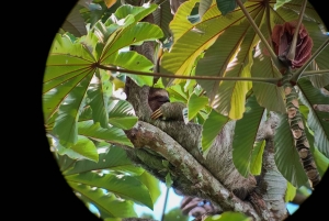 Il miglior tour dei bradipi di Arenal: Un'esperienza unica con la fauna selvatica