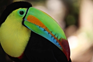 Il miglior tour dei bradipi di Arenal: Un'esperienza unica con la fauna selvatica