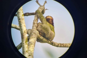 Il miglior tour dei bradipi di Arenal: Un'esperienza unica con la fauna selvatica