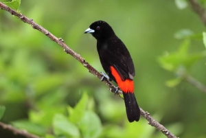 Il miglior tour dei bradipi di Arenal: Un'esperienza unica con la fauna selvatica