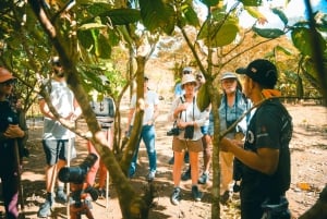 Promenade d'histoire naturelle de 3,5 heures dans la forêt tropicale du volcan Arenal