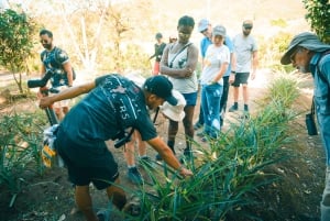Passeggiata naturalistica nella foresta pluviale del Vulcano Arenal di 3,5 ore