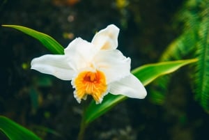Passeggiata naturalistica nella foresta pluviale del Vulcano Arenal di 3,5 ore