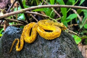 Passeggiata naturalistica nella foresta pluviale del Vulcano Arenal di 3,5 ore