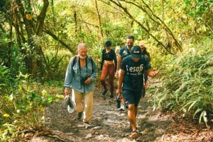 Caminata de 3,5 horas por la historia natural de la selva tropical del volcán Arenal