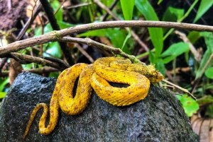 Vulkan Arenal 3,5-stündige Wanderung durch die Naturgeschichte des Regenwaldes