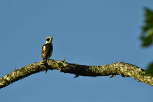 Volcán Arenal Caminata 1968