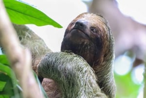 Лучшая экскурсия по Ареналу на ленивце: Уникальный опыт общения с дикой природой