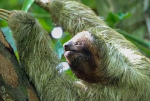 Лучшая экскурсия по Ареналу на ленивце: Уникальный опыт общения с дикой природой