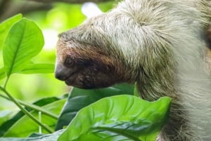 Лучшая экскурсия по Ареналу на ленивце: Уникальный опыт общения с дикой природой