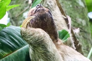 Лучшая экскурсия по Ареналу на ленивце: Уникальный опыт общения с дикой природой