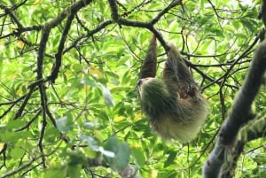 Лучшая экскурсия по Ареналу на ленивце: Уникальный опыт общения с дикой природой