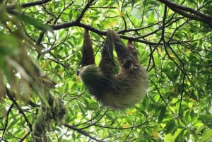 Лучшая экскурсия по Ареналу на ленивце: Уникальный опыт общения с дикой природой